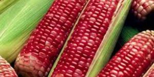 Red Corn