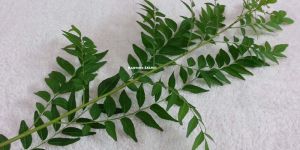 Curry Leaves