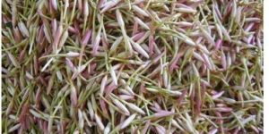 Colored Jathi Flower