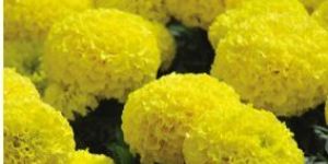 Yellow Marigold Flowers