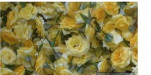 Yellow Shibagold Rose