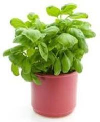 Herb Plant