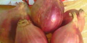 Fresh Red Onion