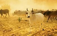 Animal Husbandry