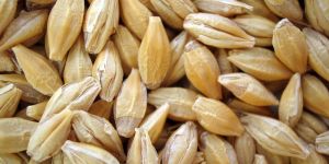 Wheat Seeds