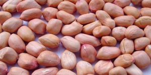 Groundnut Kernels