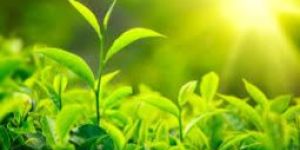 Green Tea Extract- Camellia Sinensis