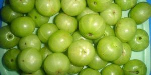 Amla Extract