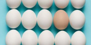 Organic White Shell Eggs