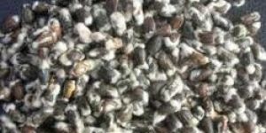 Cotton Seed (Delinted)