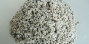 Cotton Seeds