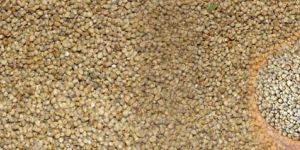 Millet Seeds