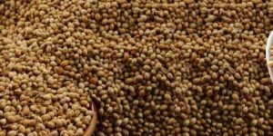Coriander Seeds