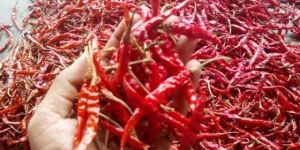 Dried Red Chillies with Stem