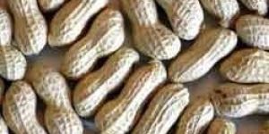 Shelled Groundnuts