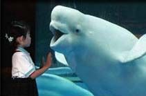 Communication Services