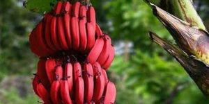 Fresh Red Banana