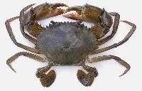 Mud Crab