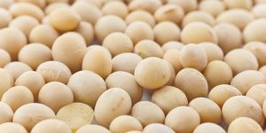 Soya Bean Seeds
