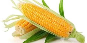 Yellow Corn