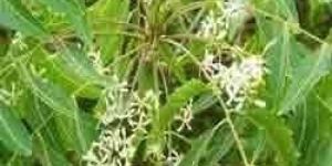 Neem Leaves
