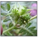 Tribulus Terrestris Leaves