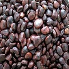 Tamarind Seeds