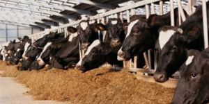 Maize Cattle Feed