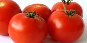 Fresh Tomato