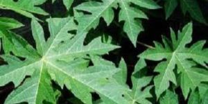 Fresh Papaya Leaves