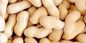 Shelled Groundnut