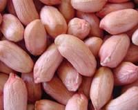 Groundnut