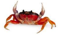 Live Crab