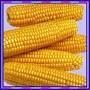 Yellow Maize