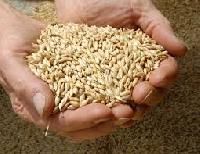 Barley Malt