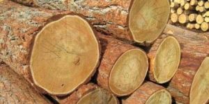Wood Logs