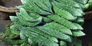 Fresh Bitter Gourd