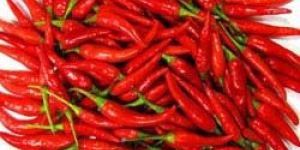 Chilli