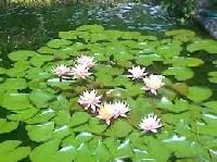 Aquatic Plants