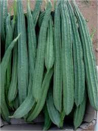 Ridge Gourds