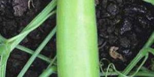 Hybrid Bottlegourd Seeds
