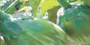 Hybrid Brinjal Seeds