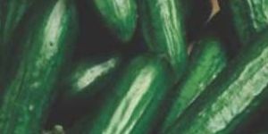 Hybrid Cucumber Seeds