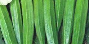 Hybrid Okra Seeds