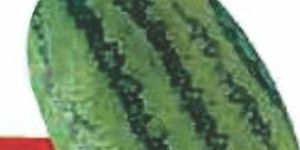 Hybrid Watermelon Seeds