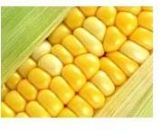 Sweet Corn Seeds