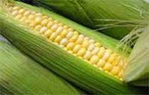 Sweet Corn Seeds for Farming