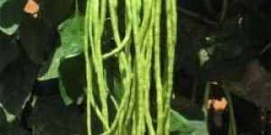 Yard Long Beans