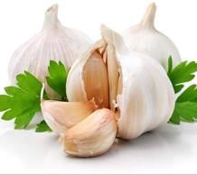 Garlic