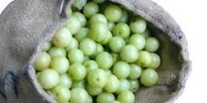 Fresh Gooseberry